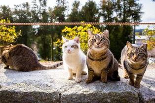 好奇心完整版在线观看,揭秘好奇心完整版在线观看的奇幻之旅  第3张