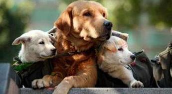 爆料救助狗狗视频播放在线观看,温情满满引网友泪目  第1张